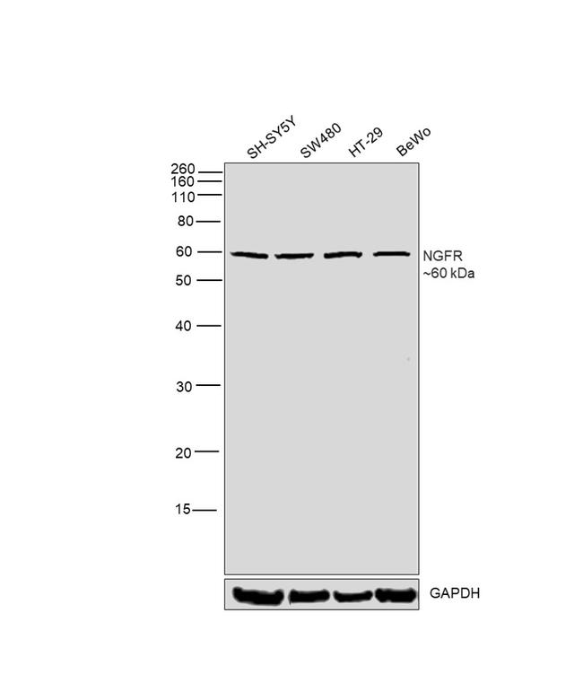 NGFR Antibody in Western Blot (WB)