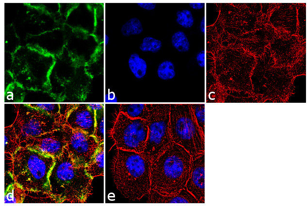 EGFR Antibody in Immunocytochemistry (ICC/IF)