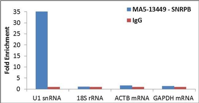 SNRPB Antibody in RNA Immunoprecipitation (RIP)