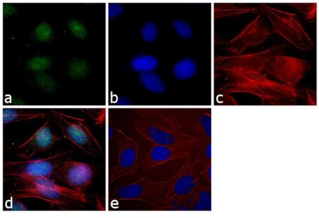 XPA Antibody in Immunocytochemistry (ICC/IF)