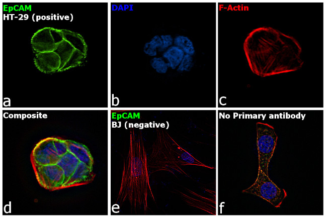 EpCAM Antibody in Immunocytochemistry (ICC/IF)