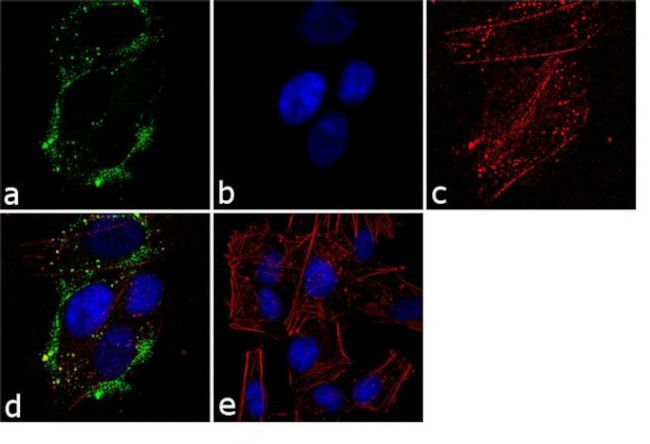 VHL Antibody in Immunocytochemistry (ICC/IF)