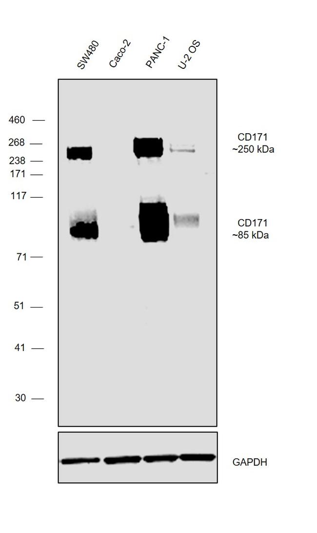 CD171 Antibody in Western Blot (WB)
