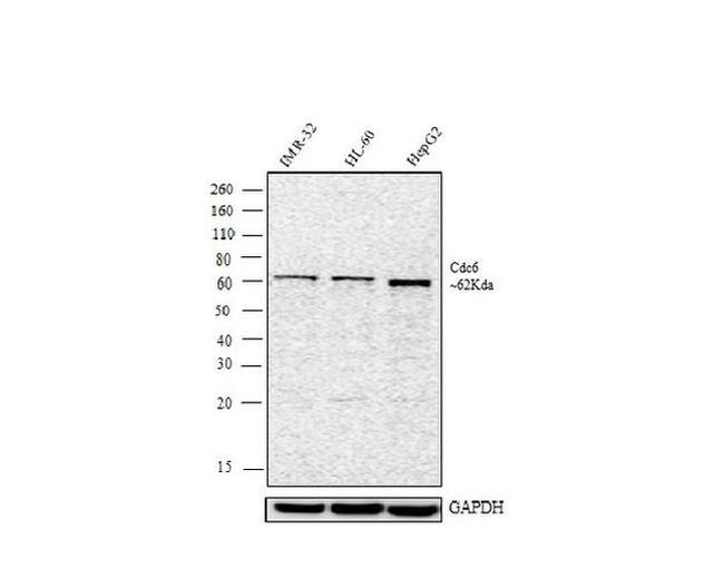 Cdc6 Antibody in Western Blot (WB)