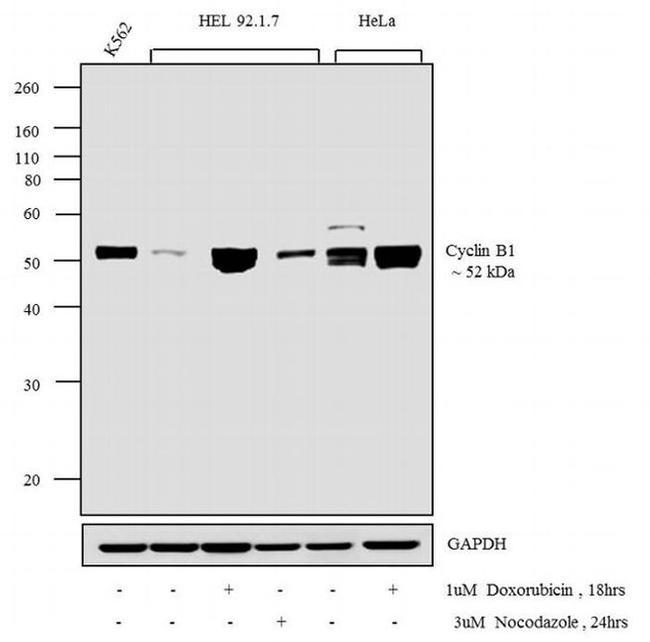 Cyclin B1 Antibody in Western Blot (WB)