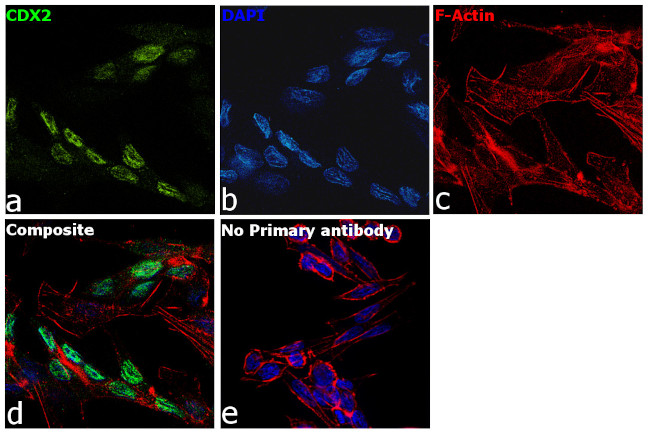 CDX2 Antibody in Immunocytochemistry (ICC/IF)