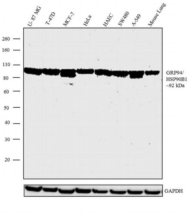 GRP94 Antibody in Western Blot (WB)