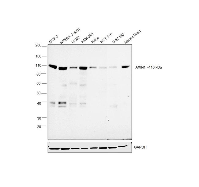 AXIN1 Antibody in Western Blot (WB)