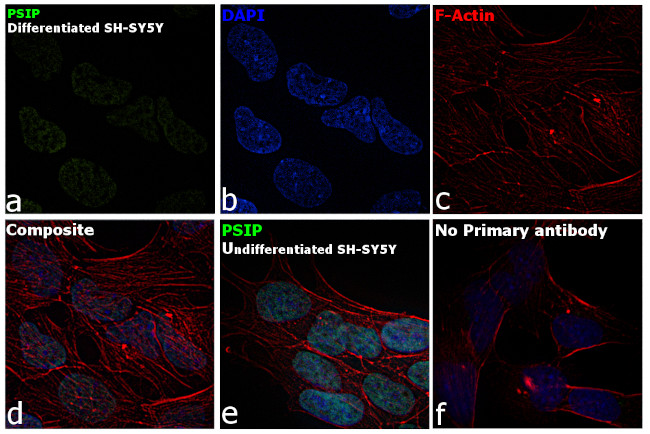 PSIP1 Antibody in Immunocytochemistry (ICC/IF)