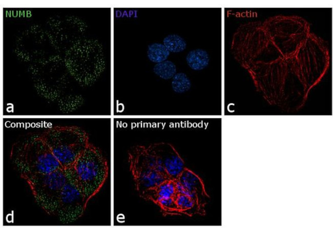 NUMB Antibody in Immunocytochemistry (ICC/IF)