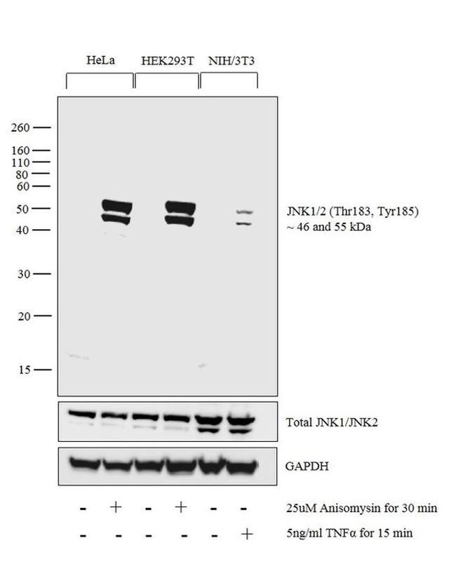 Phospho-JNK1/JNK2 (Thr183, Tyr185) Antibody in Western Blot (WB)