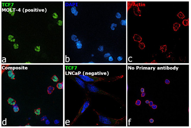 TCF7 Antibody in Immunocytochemistry (ICC/IF)