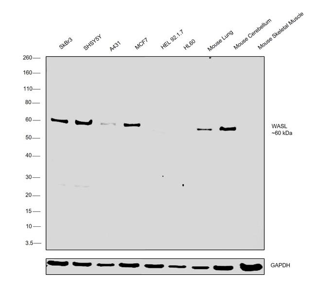 N-WASP Antibody in Western Blot (WB)
