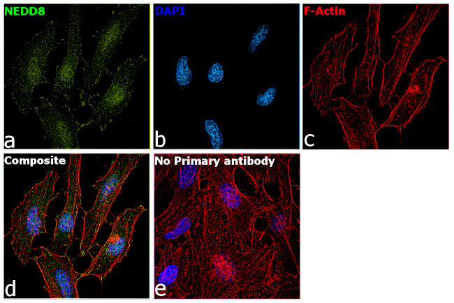 NEDD8 Antibody in Immunocytochemistry (ICC/IF)