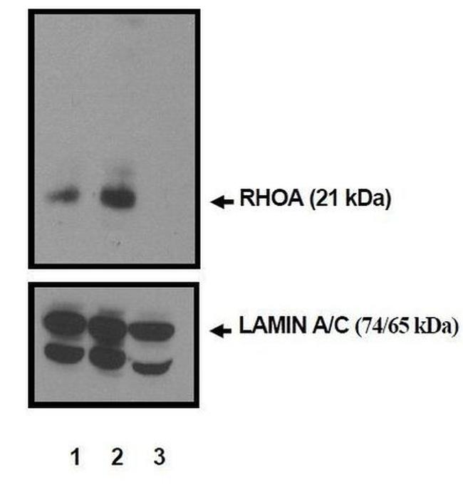 RhoA Antibody in Western Blot (WB)