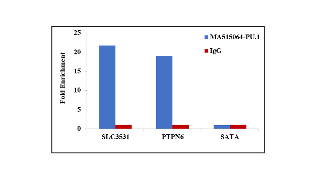 PU.1 Monoclonal Antibody (E.388.3) | Invitrogen (MA5-15064)