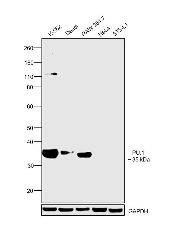 PU.1 Antibody in Western Blot (WB)