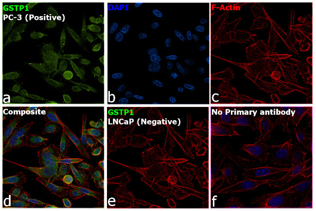 GSTP1 Antibody in Immunocytochemistry (ICC/IF)