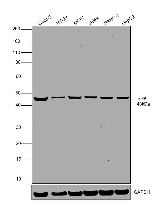 BRK Antibody in Western Blot (WB)
