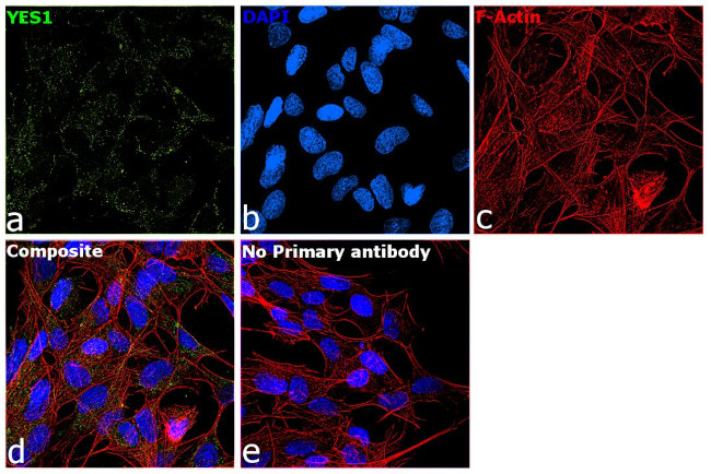 YES1 Antibody in Immunocytochemistry (ICC/IF)