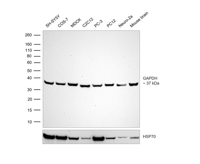 GAPDH Loading Control Antibody in Western Blot (WB)