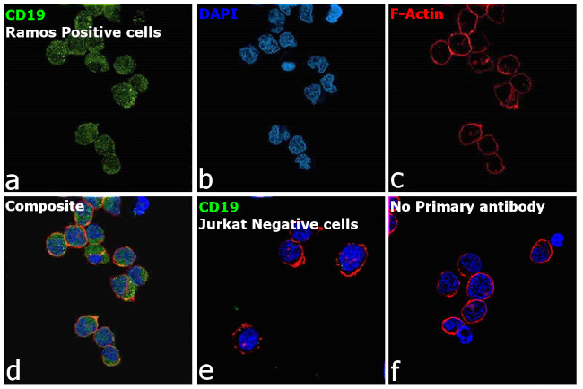 CD19 Antibody in Immunocytochemistry (ICC/IF)