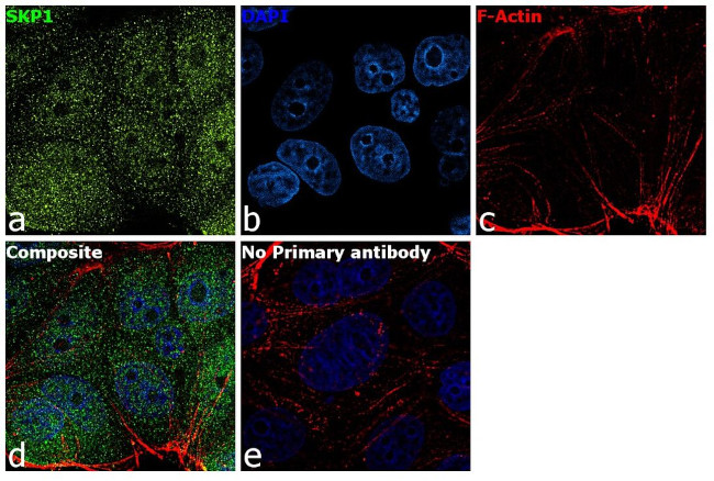 SKP1 Antibody in Immunocytochemistry (ICC/IF)