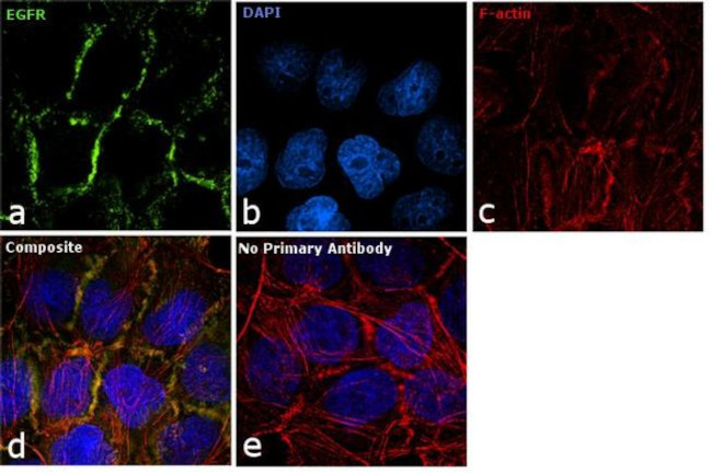 EGFR Antibody in Immunocytochemistry (ICC/IF)