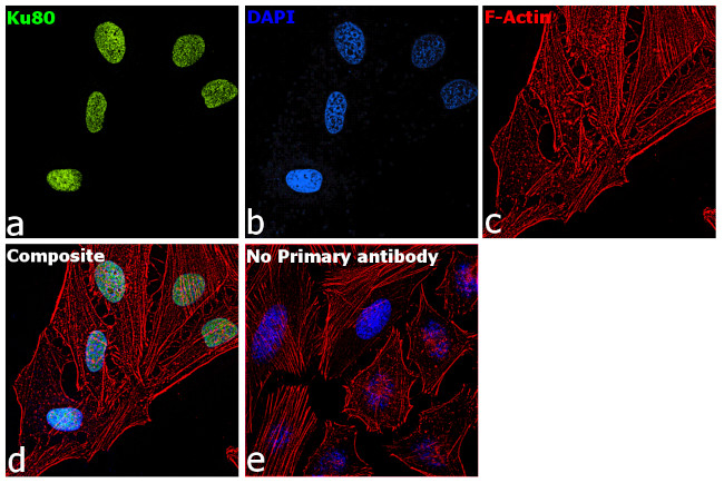 Ku80 Antibody in Immunocytochemistry (ICC/IF)