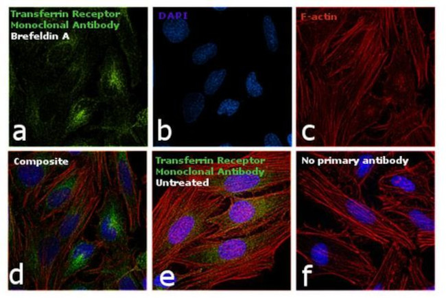 Transferrin Receptor Antibody in Immunocytochemistry (ICC/IF)