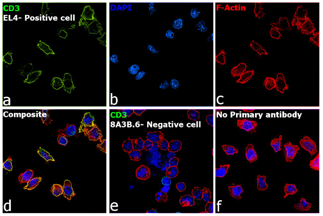 CD3 Antibody in Immunocytochemistry (ICC/IF)