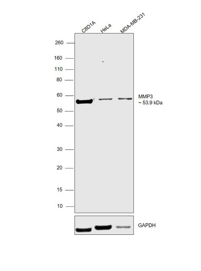 MMP3 Antibody in Western Blot (WB)