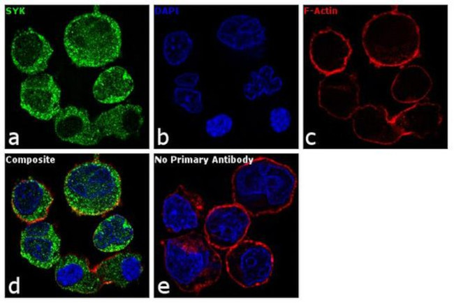 Syk Antibody in Immunocytochemistry (ICC/IF)