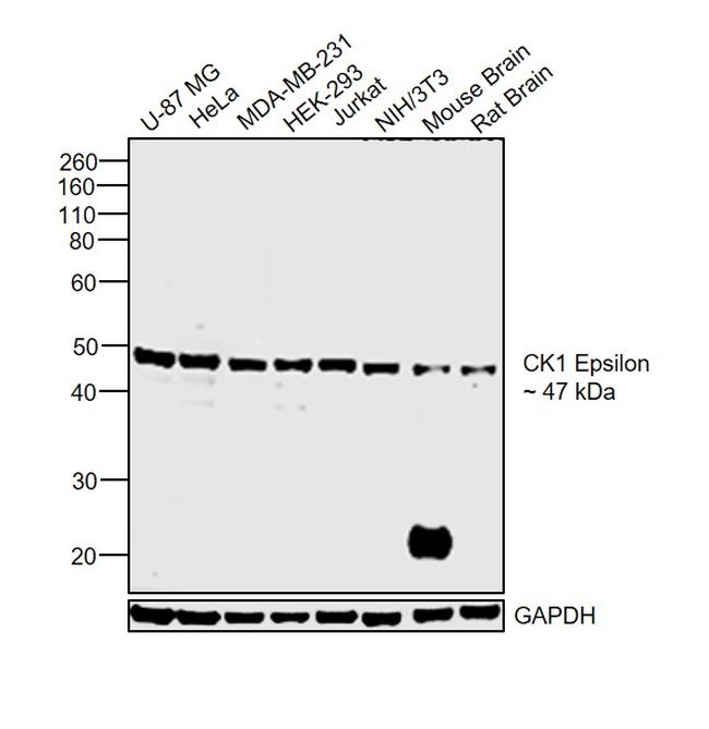 CK1 epsilon Antibody in Western Blot (WB)