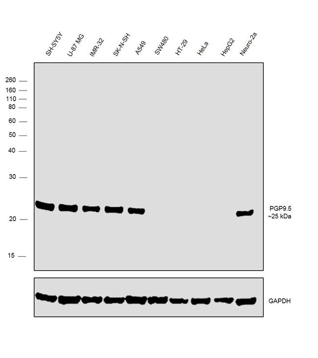 PGP9.5 Antibody in Western Blot (WB)