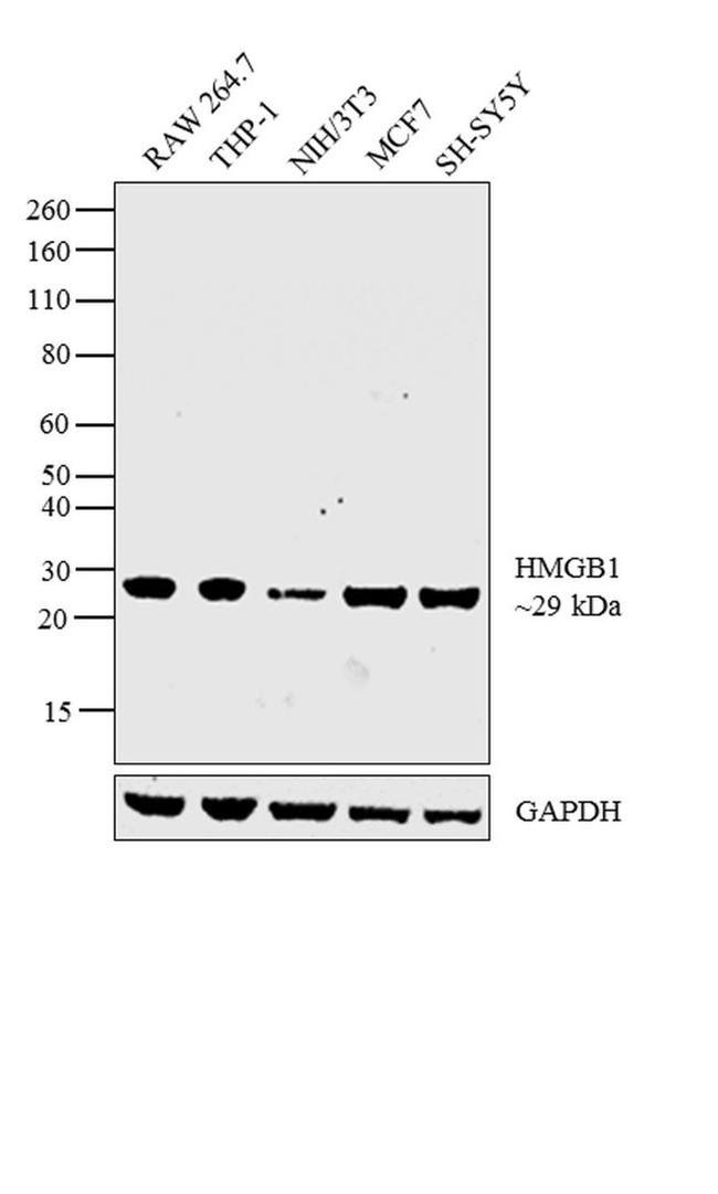 HMGB1 Antibody in Western Blot (WB)