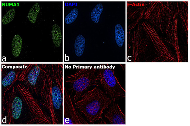 NuMA Antibody in Immunocytochemistry (ICC/IF)