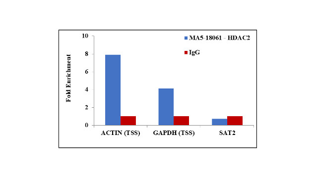 HDAC2 Antibody in ChIP assay (ChIP)