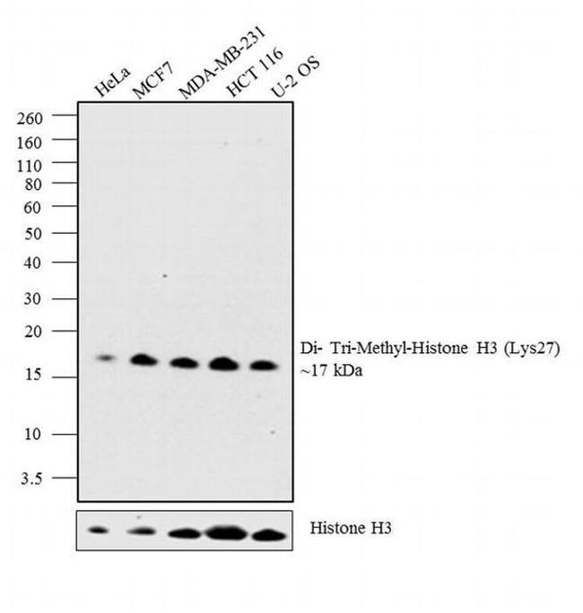 H3K27me2 Antibody in Western Blot (WB)