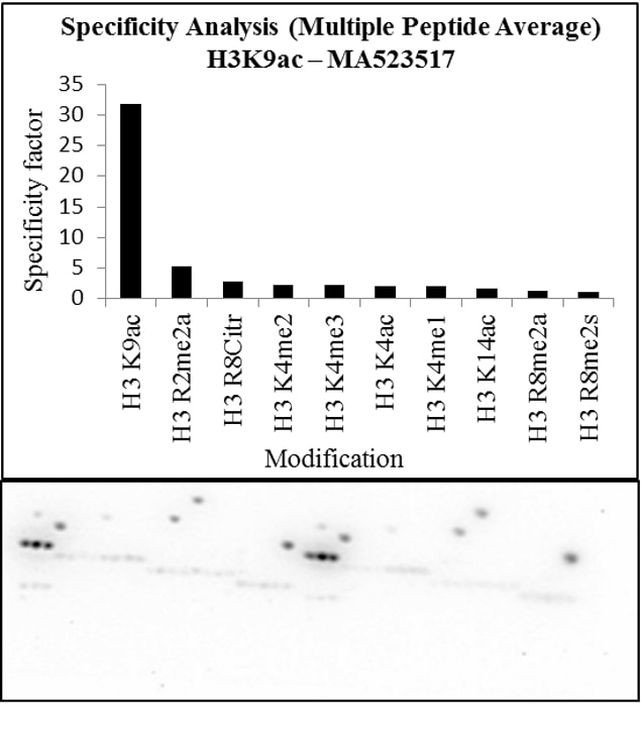 H3K9ac Antibody in Peptide array (Array)