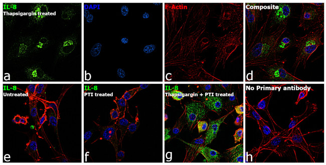 IL-8 (CXCL8) Antibody in Immunocytochemistry (ICC/IF)