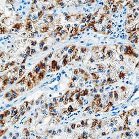 EGF Antibody in Immunohistochemistry (Paraffin) (IHC (P))