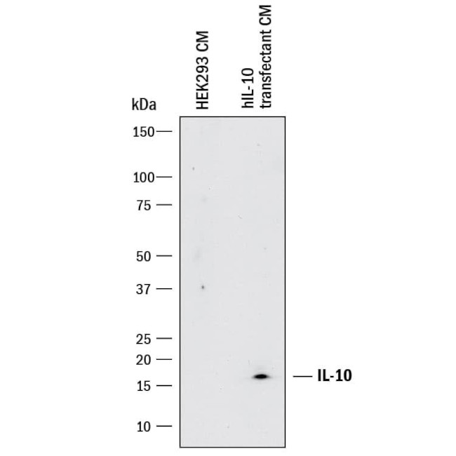 IL-10 Antibody in Western Blot (WB)