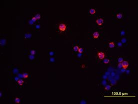 IFN gamma Antibody in Immunocytochemistry (ICC/IF)