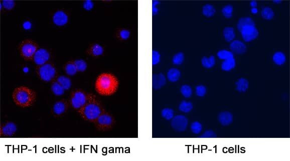 CXCL9 Antibody in Immunocytochemistry (ICC/IF)