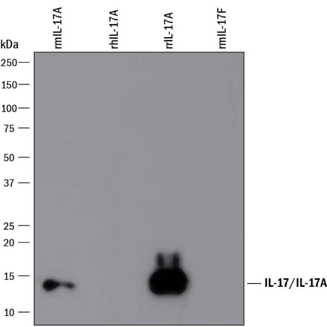 IL-17A Antibody in Western Blot (WB)