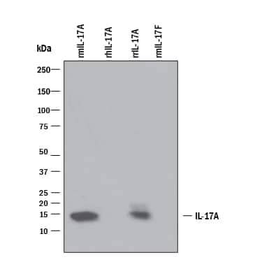 IL-17 A/F Antibody in Western Blot (WB)