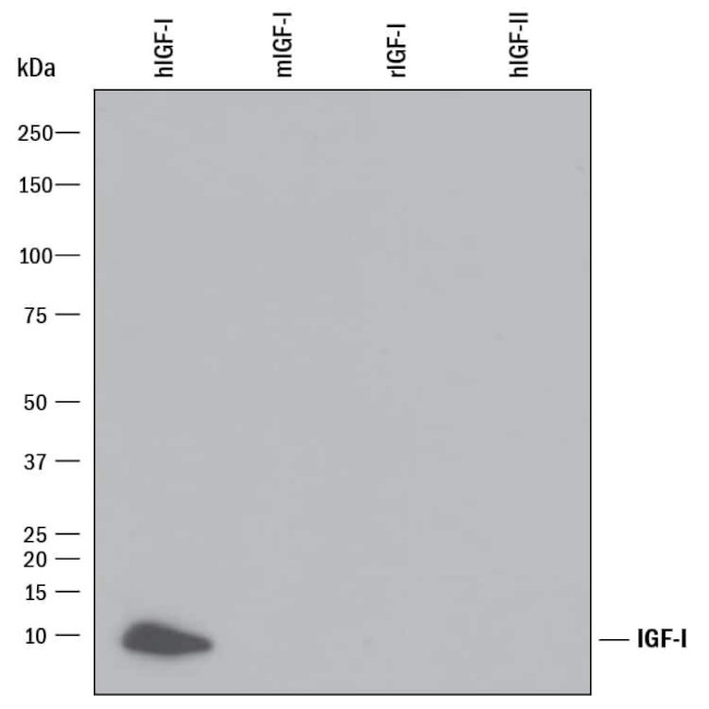 IGF1 Antibody in Western Blot (WB)