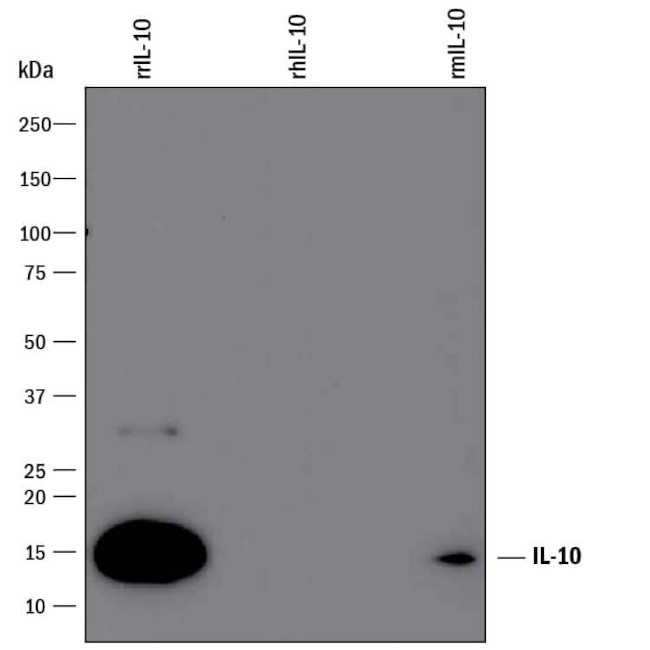 IL-10 Antibody in Western Blot (WB)