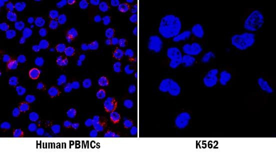 CXCL12 Antibody in Immunocytochemistry (ICC/IF)
